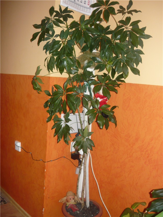 seflera